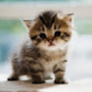 Meet your Posher, Sezja